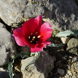 Tulipa rosea